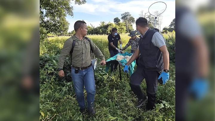 Stranded Hoolock Gibbon Family Rescued After Four‑Day Effort