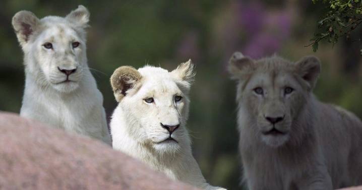 Fan-favourite lion put down at Toronto Zoo after months of veterinary care