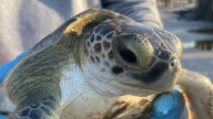 Cold-stunned sea turtles, manatees may wash ashore as deep freeze hits South Carolina