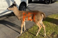 Sighting of Deer with 'Pet' Painted on Its Body and 'No Fear' of Humans Prompts Warning