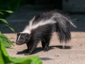 Man dies after contracting rabies from infected kidney donor