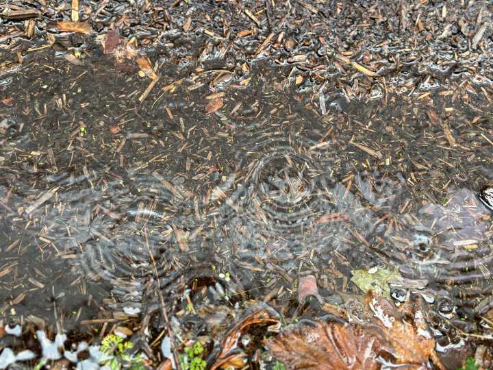 Maps show where atmospheric river could drop 4 or more inches of rain in Oregon