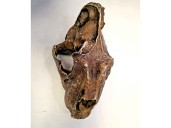 Descubren huellas y fauna prehistórica en Maltrata, en Veracruz