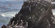 A brown pelican 'feeding frenzy' is an encouraging sign for the often