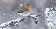 Robins will be drawn to your garden if you have this vital item they need