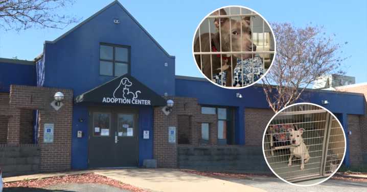 Henrico County approves animal cruelty registry to prevent convicted abusers from adopting pets