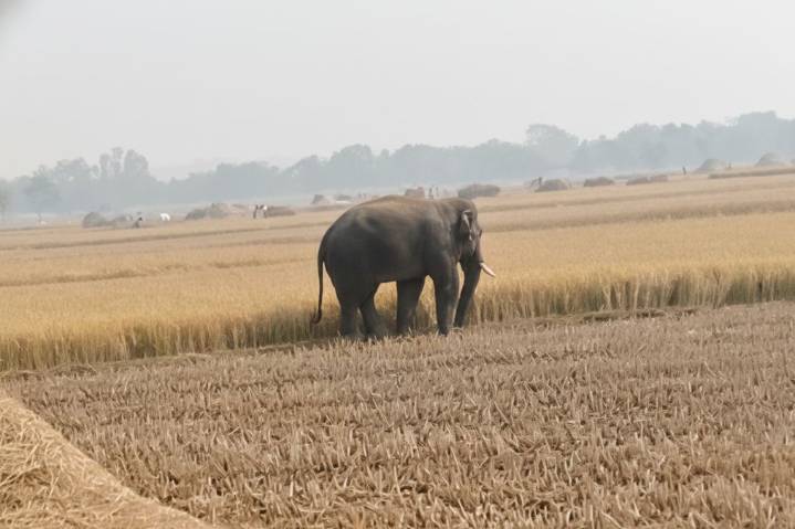 Elephant movement triggers fear among farmers in Mayurbhanj during harvest season
