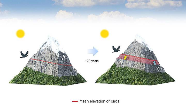Las aves mudan su hogar a cotas más elevadas de las montañas por el calentamiento global