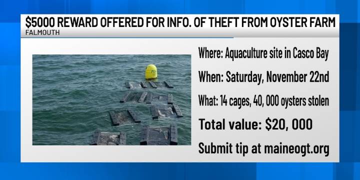 “A devastating situation.” Reward offered in major theft from Maine oyster farm