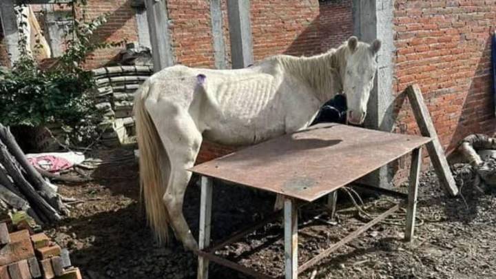Rescatan a caballo en Atlixco, padece desnutrición severa