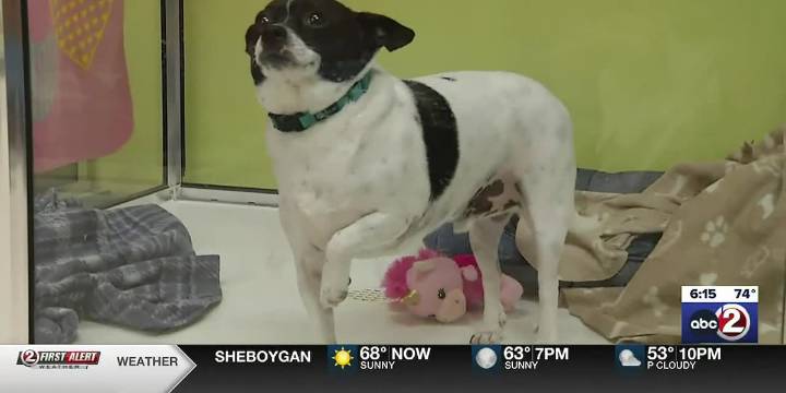 Humane societies match Giving Tuesday, doubling donations for the animals