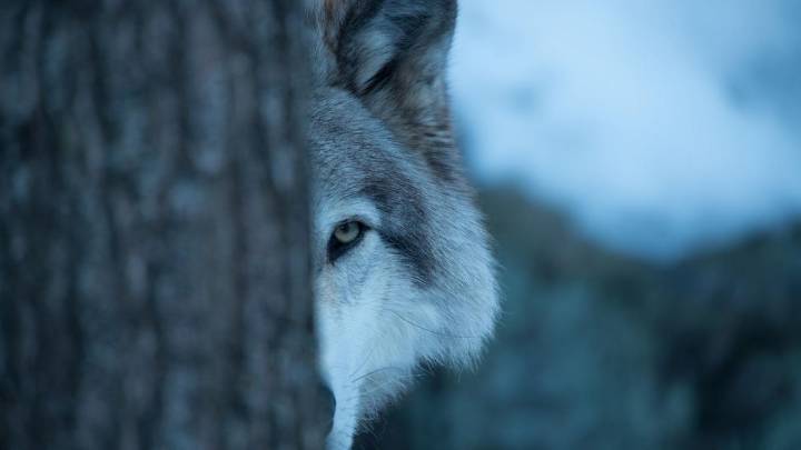 Infant taken by wolf in UP’s Bahraich; intensive search underway