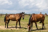 Horse herpesvirus outbreak prompts warning from Michigan vet