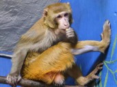 Monkey who escaped Mississippi highway crash has new permanent home at New Jersey refuge