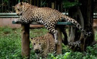 Mandya: Leopard tears off chunks of flesh from youngster's face,...