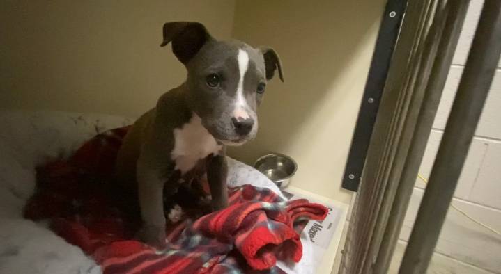 Charlotte ofrece adopciones gratuitas de perros y gatos