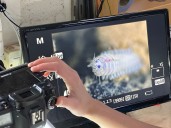 Seafloor animals down by 37% in deep-sea mining zone, landmark study finds