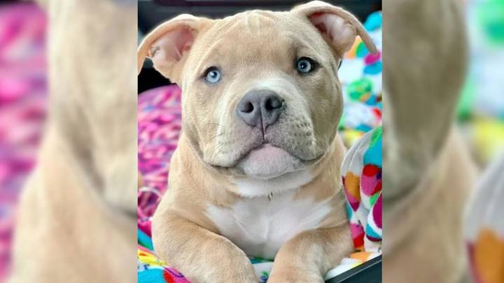 Tennessee Family’s Beloved Dog Reveals A Secret That Redefines What Perfect Truly Means