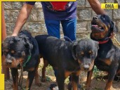 Karnataka SHOCKER: Woman mauled to death by two Rottweiler dogs in Davangere...