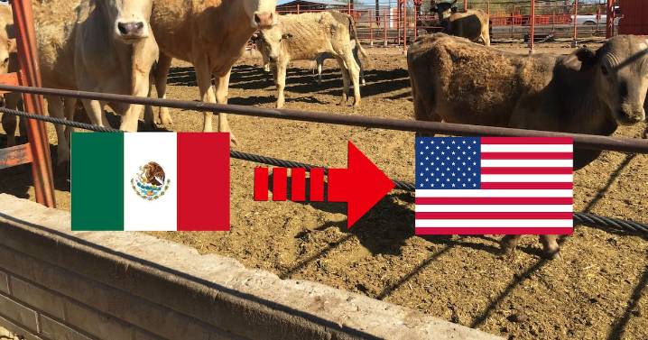 Cierre de exportación de ganado a EEUU por gusano barrenador deja pérdidas de 700 millones de dólares para México