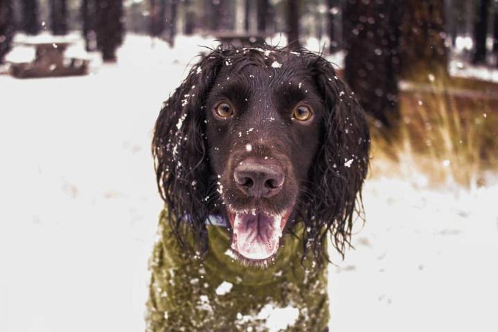 Don’t forget pets when preparing for winter’s cold. Here’s what experts recommend