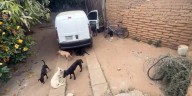 Horror en Lachigolo: Cae rastro clandestino que sacrificaba perros para vender su carne