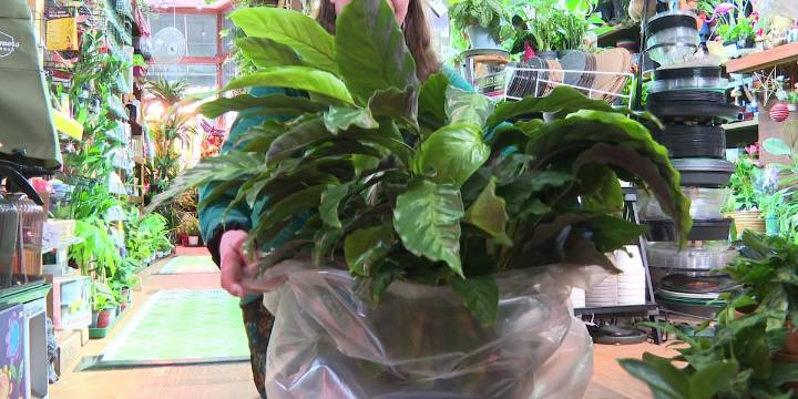 Madison plant store shares tips ahead of arctic chill