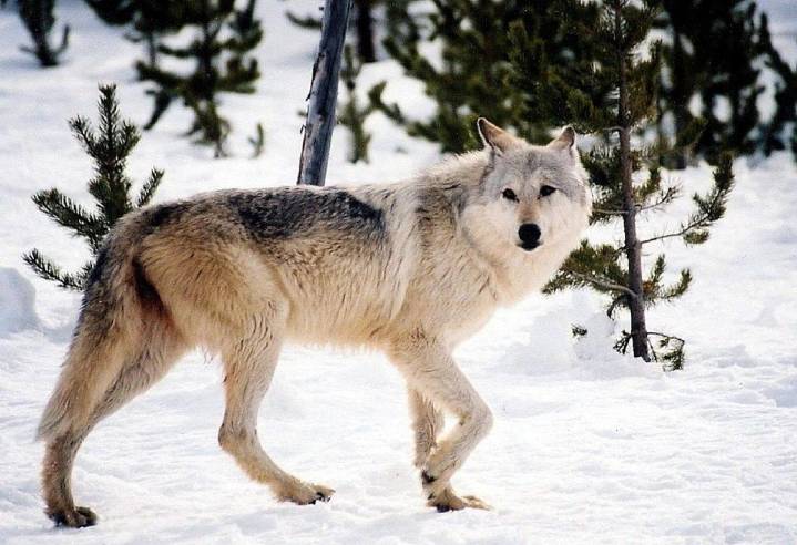 Wildlife advocates to sue feds over wolf recovery plan