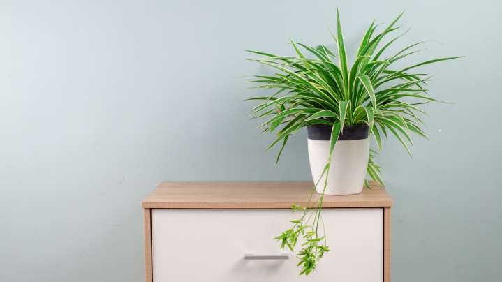 Keep Your Spider Plants Happy And Healthy With One Simple Gardening Tip