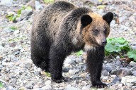 Hiker’s Smart Watch Revealed What Happened in His Final Moments After Bear Attack