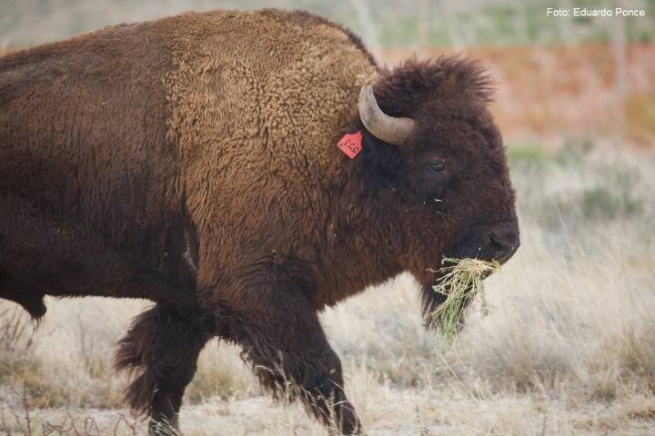 Reintroducen manada de bisontes en Cuatro Ciénegas para restaurar el ecosistema