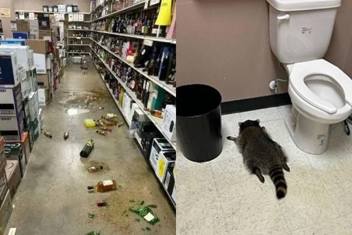 Mapache se emborracha en una licorería de EEUU y termina desmayado en el suelo del baño