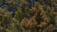 How to manage and protect yourself from mountain cedar