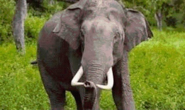 Wild Elephant Kills Woman in Bolangir Village