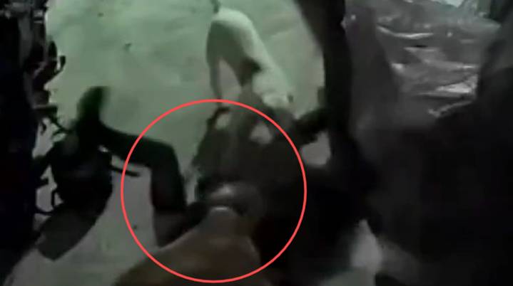 VIDEO | Tres pitbull atacan brutalmente a una mujer; defendía a su hijo