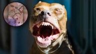 Siete perros pitbull matan a abuelo y bebé en un ataque brutal dentro de su propia casa