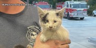 South Carolina firefighters save kitten trapped under car