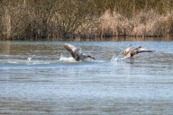 Odisha: A silent winter this year for Mayurbhanj as migratory birds skip ususal stopover