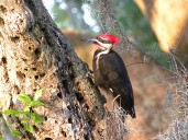 Brooklyn Bird Watch: The Extraordinary Evolution of the Woodpecker Species