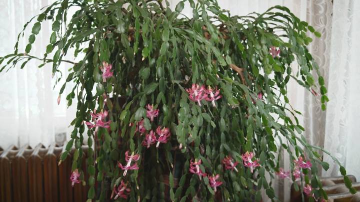 The fascinating story behind the Beaconsfield Christmas cactus