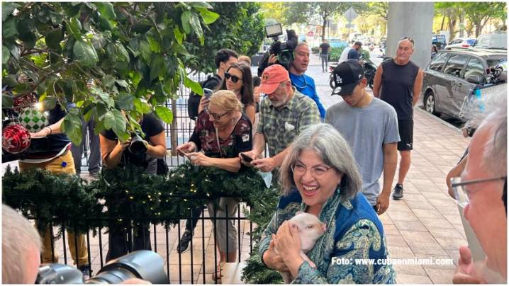 Miami-Dade indulta a un cerdito antes de la Navidad: tradición, humor y cultura latina en un ritual que ya es parte del calendario del condado