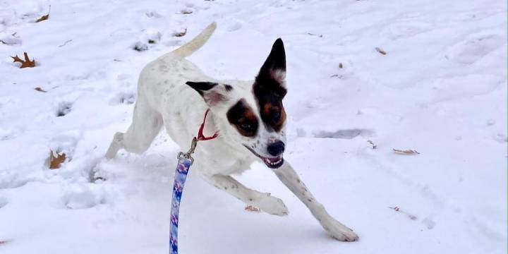 Cleveland APL waives adoption fees for adult cats and dogs through Dec. 13