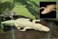 San Francisco albino alligator Claude dead at 30