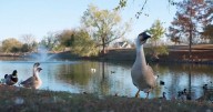 Woman left with broken pelvis and internal bleeding after being attacked by GEESE