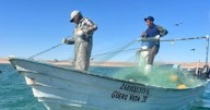 Viven pescadores situación crítica en plena temporada del camarón