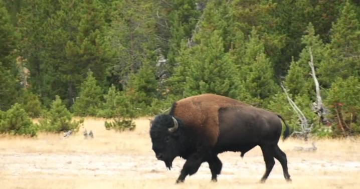 Montana approves new Bison hunting regulations, potential for more licenses issued