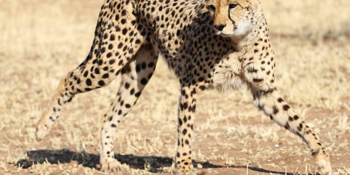 Día Internacional del Guepardo: una llamada global ante la inminente desaparición de un símbolo natural