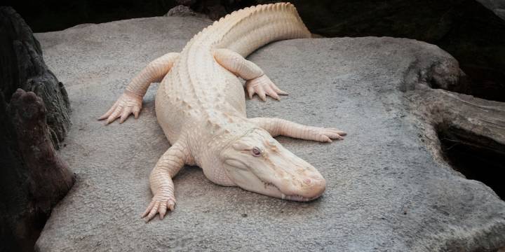 Murió Claude, el caimán albino considerado la mascota no oficial de San Francisco
