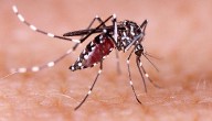 Dengue Cases In Manipur Mount To 5,502 Despite Declining Outbreak Intensity