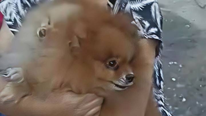 Mujer lanza a sus perritos por el balcón para salvarlos del fuerte incendio, mientras ella queda atrapada: video